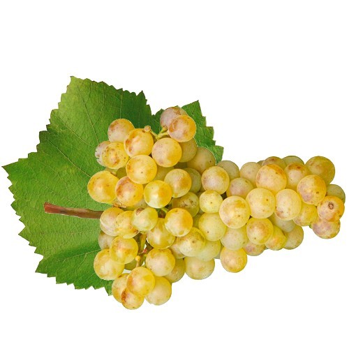 Vrachanski Misket botanical illustration